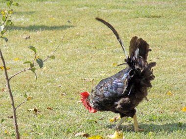 Siyah horoz arka bahçede gagalıyor.