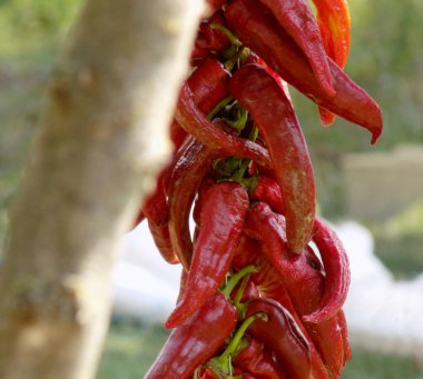 Biber çelengi bahçede, sarmaşıkların gölgesinde kuruyor.