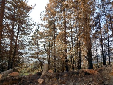 Dağdaki orman yangınından sonra yanan orman ve ağaç gövdeleri.