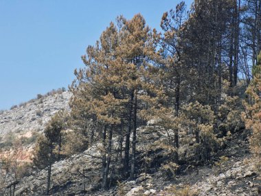 Dağdaki orman yangınından sonra yanan orman ve ağaç gövdeleri.