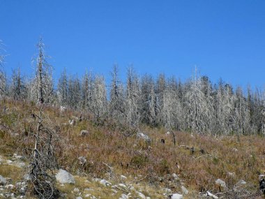 Dağdaki orman yangınından sonra yanan orman ve ağaç gövdeleri.