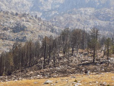 Dağdaki orman yangınından sonra yanan orman ve ağaç gövdeleri.