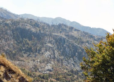 Dağdaki orman yangınından sonra yanan orman ve ağaç gövdeleri.