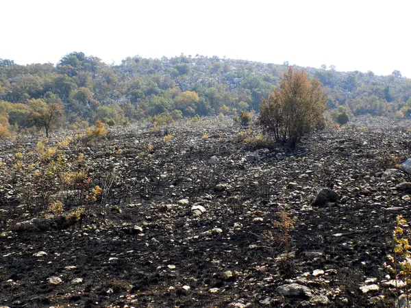 burned forest and tree trunks after a forest fire in the mountain