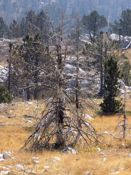 burned forest and tree trunks after a forest fire in the mountain