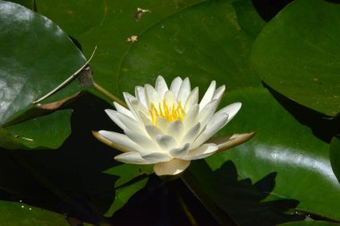 Su Zambağı (Nymphaea alba)