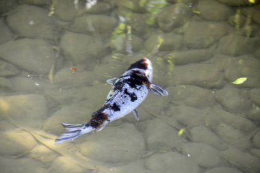 Koi ya da daha spesifik olarak nishikigoi (Japon dekoratif sazan balığı), açık hava koi havuzlarında ya da su bahçelerinde dekoratif amaçlar için kullanılan sazan balığının renkli bir türüdür.