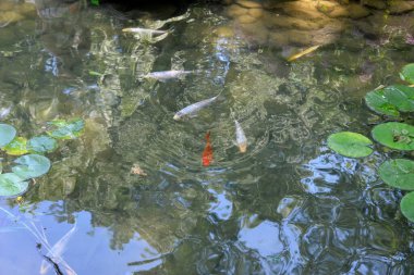 Koi ya da daha spesifik olarak nishikigoi (Japon dekoratif sazan balığı), açık hava koi havuzlarında ya da su bahçelerinde dekoratif amaçlar için kullanılan sazan balığının renkli bir türüdür.