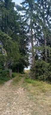 Kozalaklı ormandan geçen köy yolu.