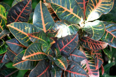  çok güzel kapalı bitkiler çeşitli ev bitkileri