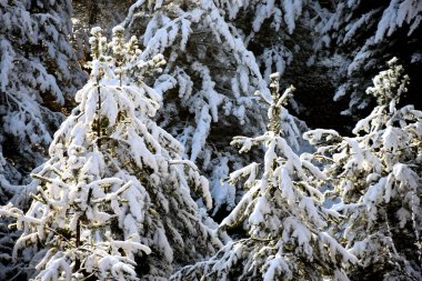 Karların altındaki kozalaklı ağaç.