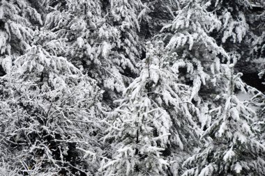 Karların altındaki kozalaklı ağaç.