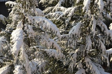 Karların altındaki kozalaklı ağaç.