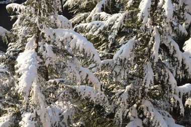 Karların altındaki kozalaklı ağaç.