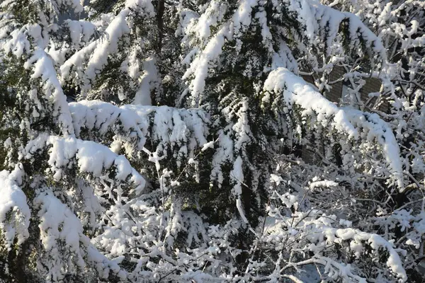Karların altındaki kozalaklı ağaç.