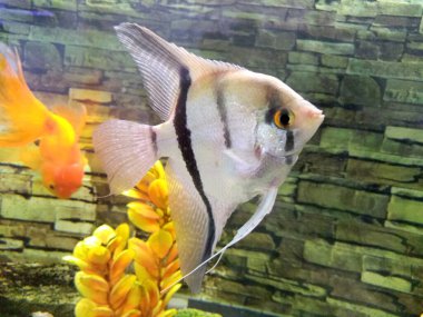 Akvaryumdaki süs balığı.