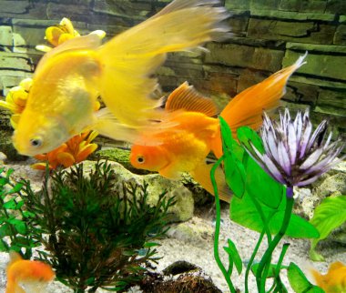 Akvaryumdaki süs balığı.