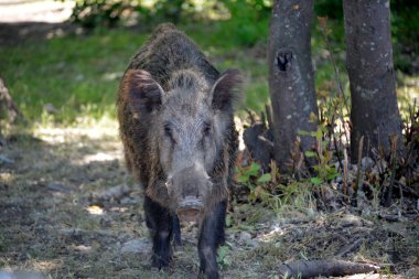 Yaban Domuzu Doğa Parkında