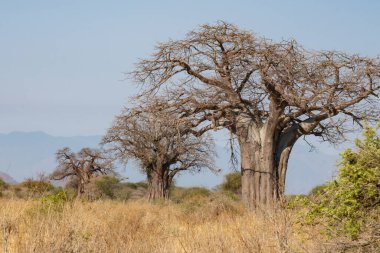 Tanzanya 'nın Afrika savanasında açık ve güneşli bir günde bir sıra baobab ağacı..