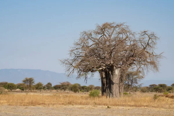 Tanzanya Açık Güneşli Bir Günde Bir Baobab Ağacı Arka Planda — Stok fotoğraf