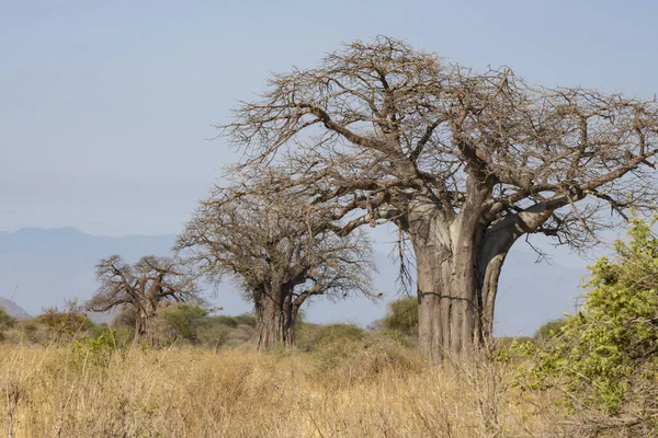 Row Baobab Trees African Savannah Tanzania Clear Sunny Day — Stock Photo, Image