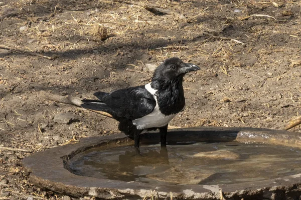 Een Pied Kraai Staande Een Vogelpoel Tanzania Druppels Water Zijn — Stockfoto