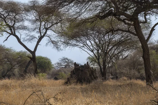 Kurak Mevsimde Tanzanya Bir Ağaç Bozkırında Büyük Bir Termit Tepeciği — Stok fotoğraf
