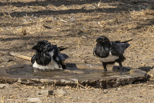 Dos Cuervos Espiados Tomando Baño Una Piscina Aves Tanzania — Foto de Stock