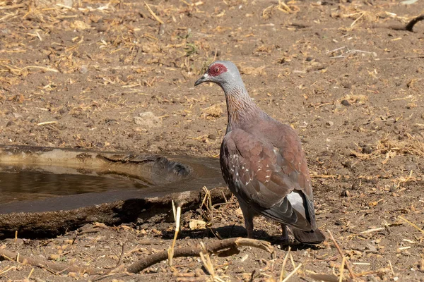 Una Paloma Moteada Junto Una Piscina Aves Tanzania — Foto de Stock