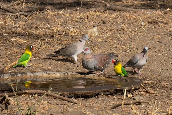 Rotäugige Tauben Eine Gesprenkelte Taube Und Gelbe Halsbänder Lieben Vögel — Stockfoto