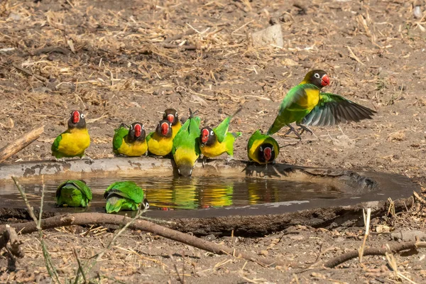 A group of yellow collared love birds around a bird pool in Tanzania.