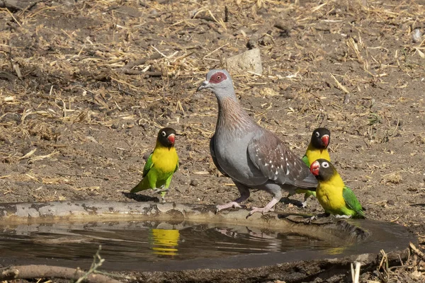 A speckled pigeon surrounded by yellow collared love birds at a bird pool in Tanzania.