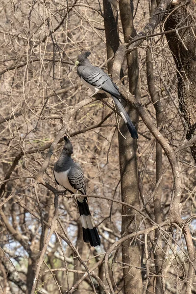 Zwei Weißbauchvögel Verschwinden Einem Baum Tansania — Stockfoto