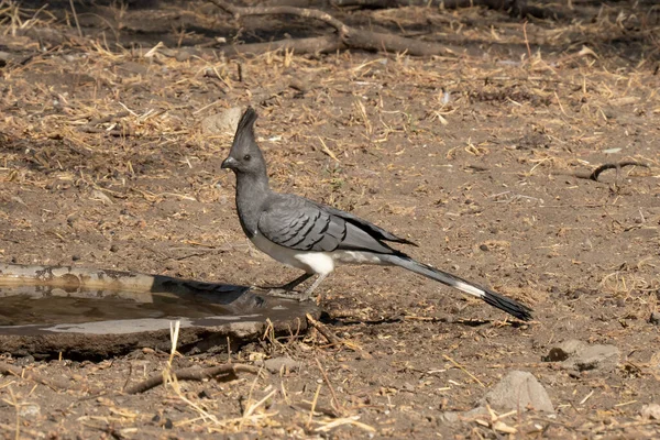 Ein Weißbauchvogel Verschwindet Einem Vogelpool Tansania — Stockfoto