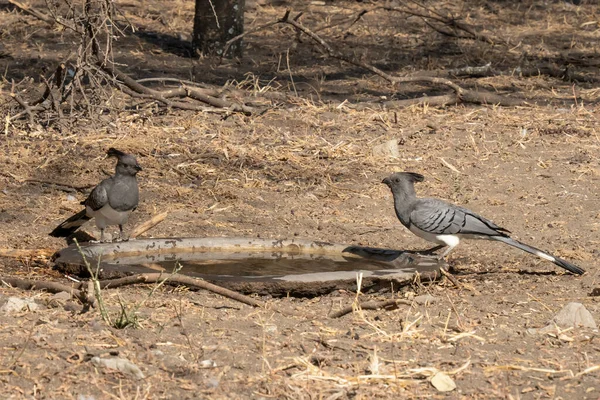 Zwei Weißbauchvögel Verschwinden Einem Vogelpool Tansania — Stockfoto