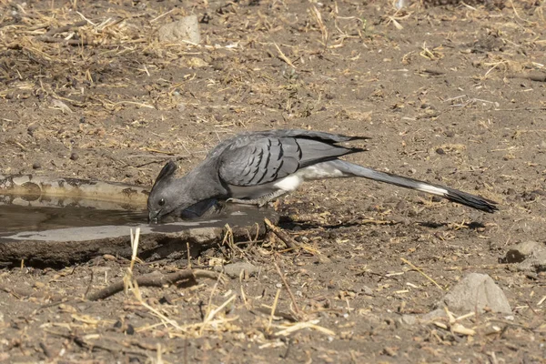 Ein Weißbauchvogel Trinkt Aus Einem Vogelpool Tansania — Stockfoto