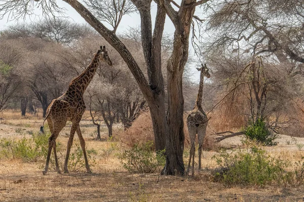 Two giraffes in the african tree savannah in Tarangire, Tanzania
