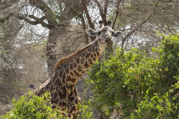 Portrait Female Giraffe Eating Tree Savannah Tanzania — Stock Photo, Image