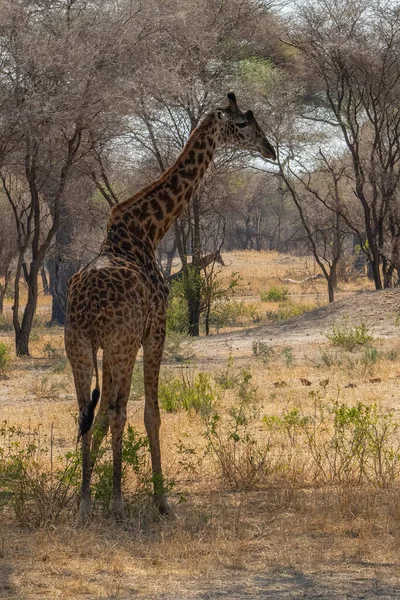 Tarangire Tanzanya Daki Afrika Bozkırında Yetişkin Bir Erkek Zürafa — Stok fotoğraf