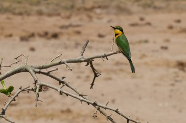 Afrika savanasında bir ağaç dalına tünemiş bir arı yiyici..