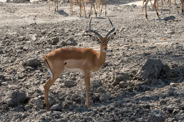 Tanzanya Daki Afrika Savanasında Kuru Bir Tarlada Erkek Bir Impala — Stok fotoğraf