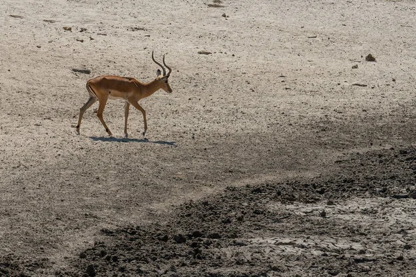 Impala Maschio Vicino Pozzo Acqua Secca Nella Savana Africana Tanzania — Foto Stock