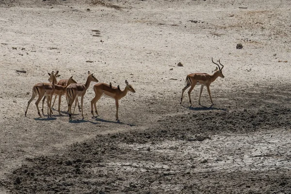 Herd Impalas Dry Water Hole African Savannah Tanzania — Stock Photo, Image