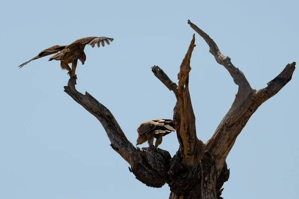 Zwei Seeadler Hocken Auf Einem Toten Baum Tansania — Stockfoto