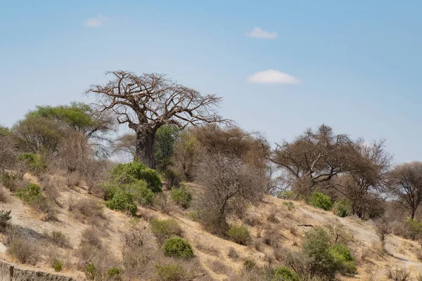 Kuru Bir Nehir Kıyısında Yaz Günü Baobab Akasya Ağaçlarıyla Tanzanya — Stok fotoğraf