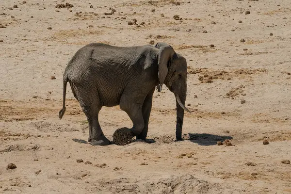 Слон Копающий Воду Высохшем Русле Реки Танзании — стоковое фото