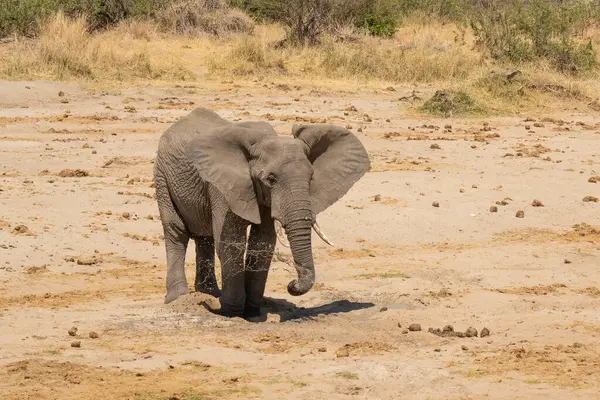 Слон Пьющий После Рытья Воды Высохшем Русле Реки Танзании — стоковое фото