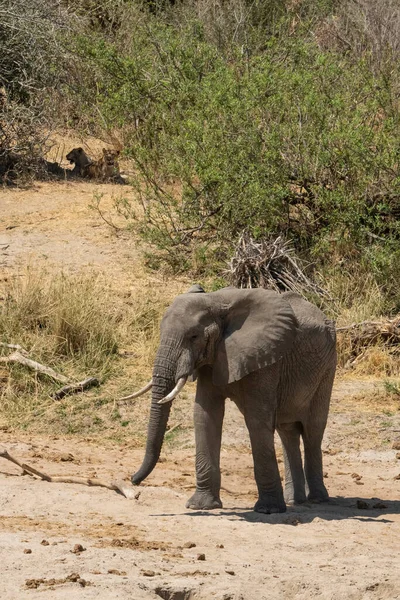 Słoń Suchym Korycie Rzeki Tanzanii Obojętny Lwice Które Leżą Cieniu — Zdjęcie stockowe