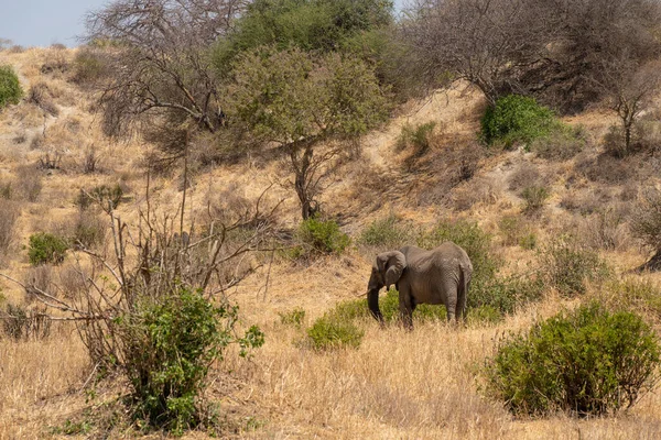 Одинокий Слон Африканской Саванне Танзании Летний День — стоковое фото