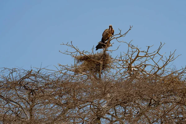 Ein Geierpaar Neben Seinem Nest Auf Einem Toten Akazienbaum Tansania — Stockfoto